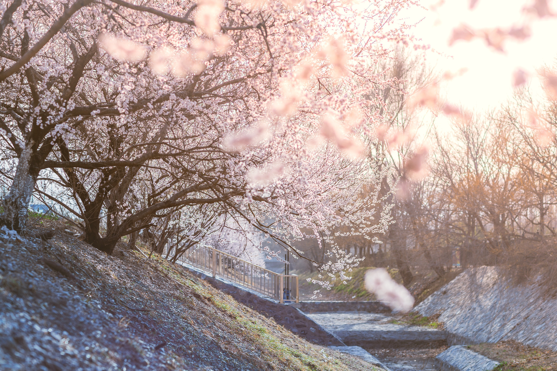 家门口的樱花季 米拍摄影师@闫韵 创作   关注 米拍摄影社区,了解更多