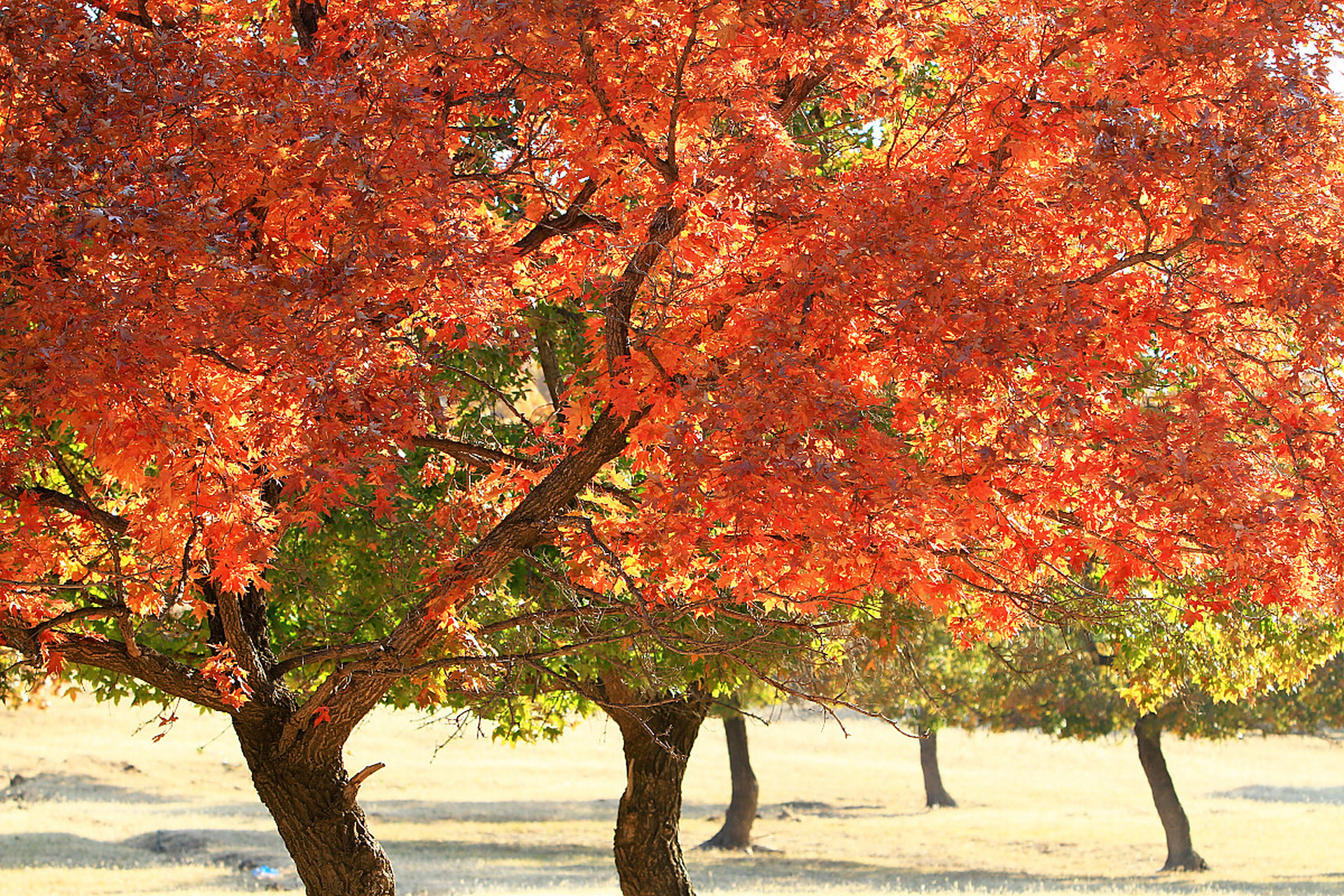 近日,内蒙古兴安盟科右中旗五角枫生态旅游景区,迎来了一年一度的五角