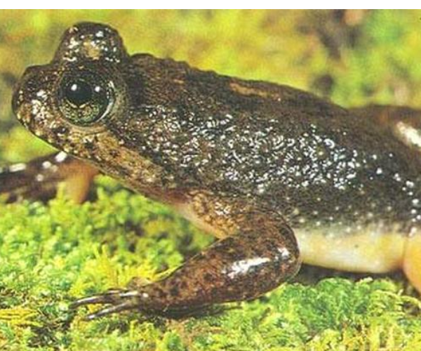 2,南方胃育蛙(于1983 年灭绝) 南方胃育蛙(southern gastric brooding