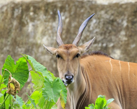 伊兰羚羊,会远距离移动搜索,短暂的食物来源