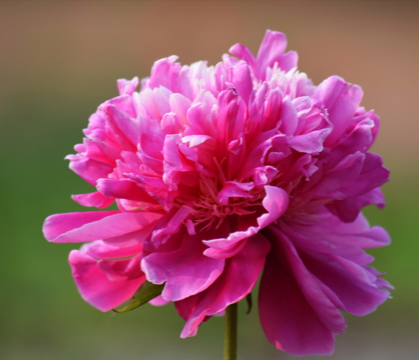 芍药花大色艳丽,观赏价值不亚于牡丹,芍药的栽培知识介绍下!