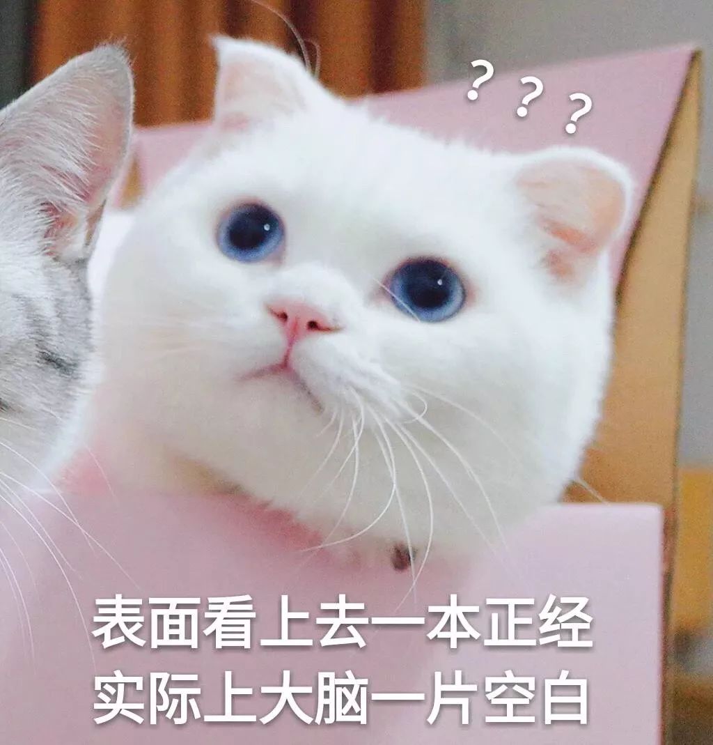 一组萌萌的猫咪表情包