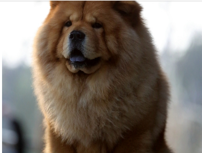 藏獒(英语:tibetan mastiff),又名西藏獒犬,属獒犬类,是一种体型较大