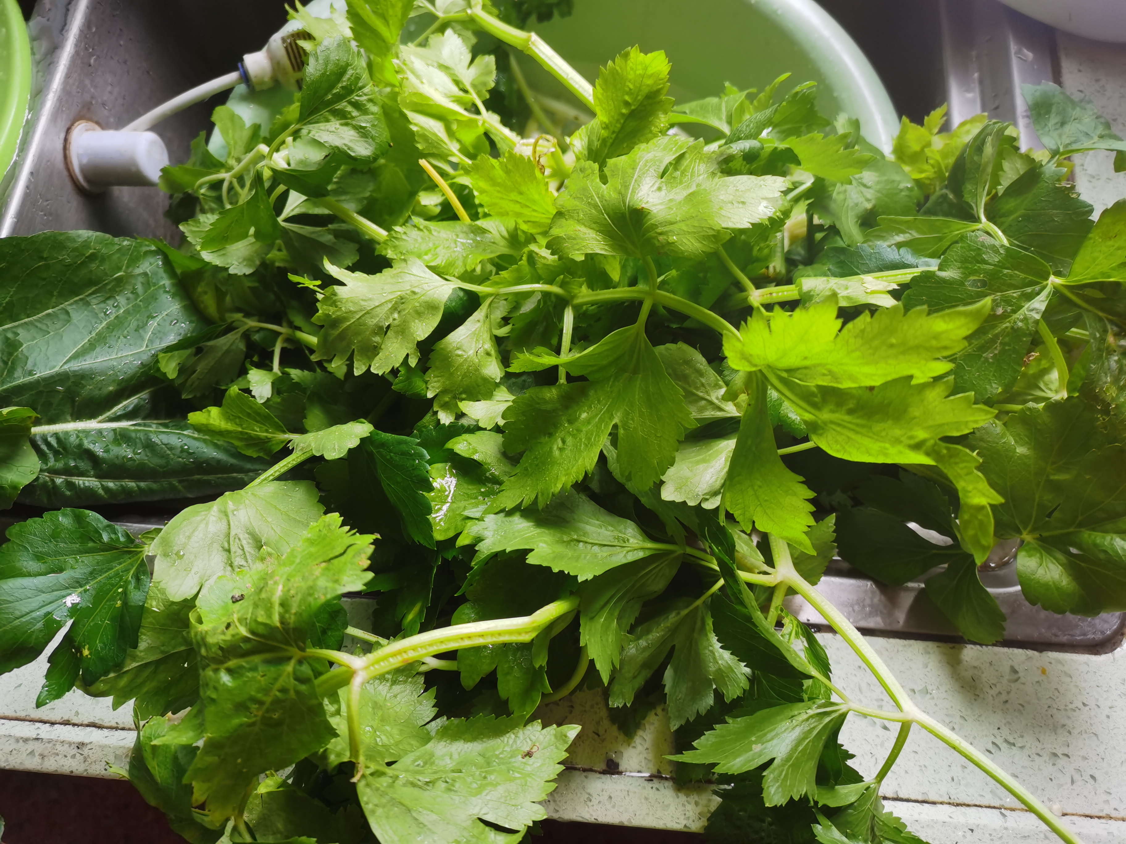 疫情蔓延到乡村的现状,街道冷冷清清,人烟稀少,凄凄惨惨戚戚,偶见老翁