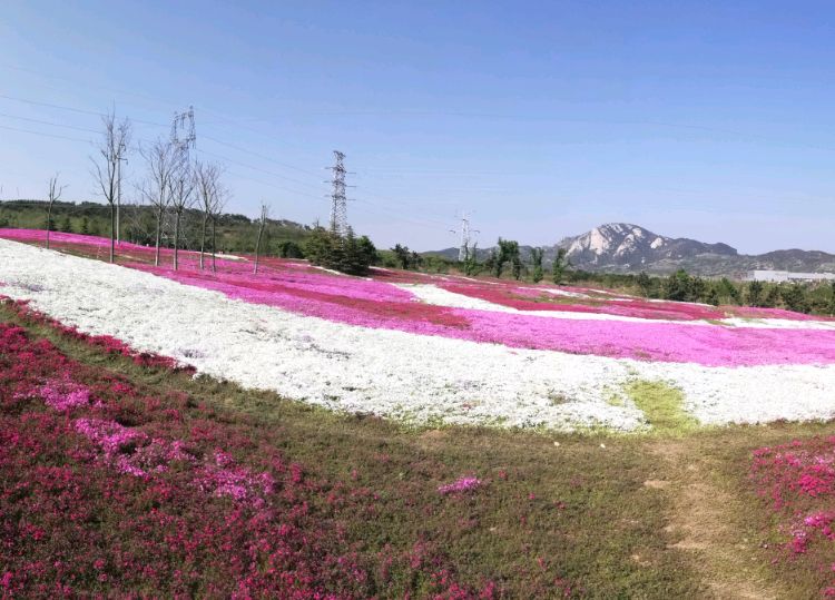 晒字村路过花海