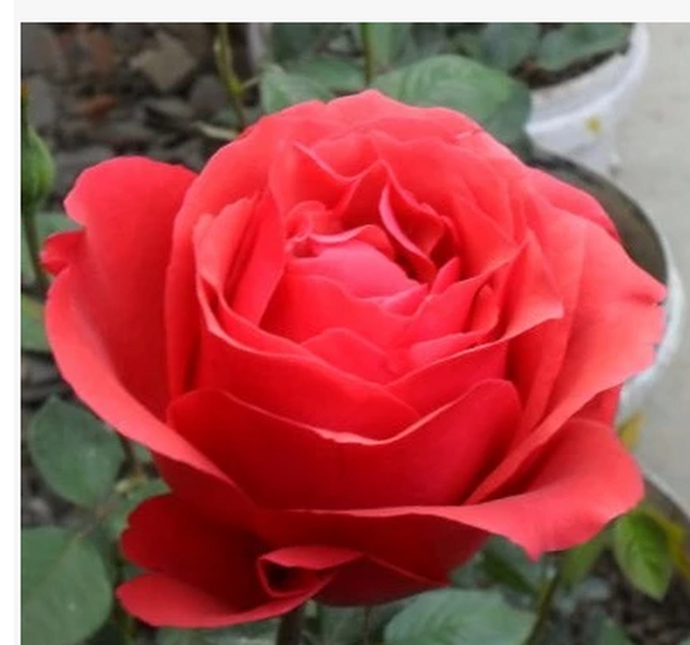 月季花—绯扇. 大红喜庆的颜色,绯扇有着传统的美,无可替代.