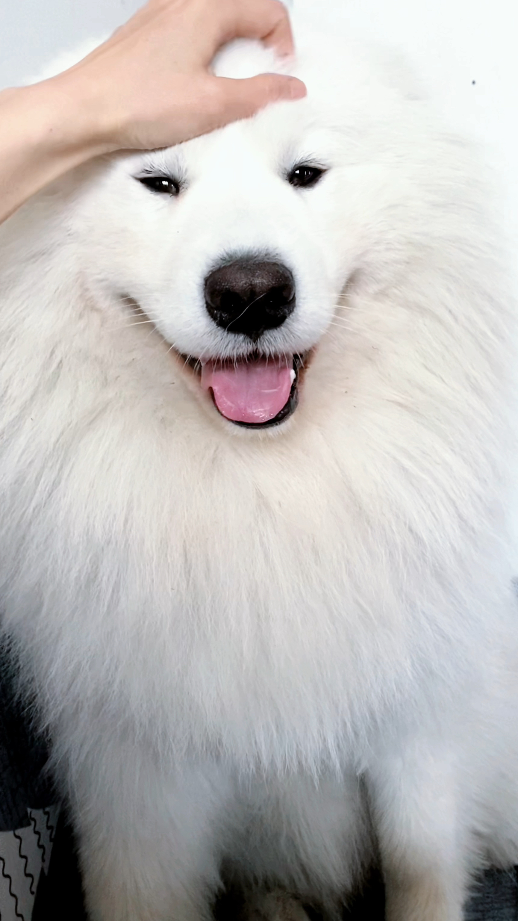 萨摩耶一直撒娇让主人给它做头部按摩,得逞了就笑嘻嘻-度小视