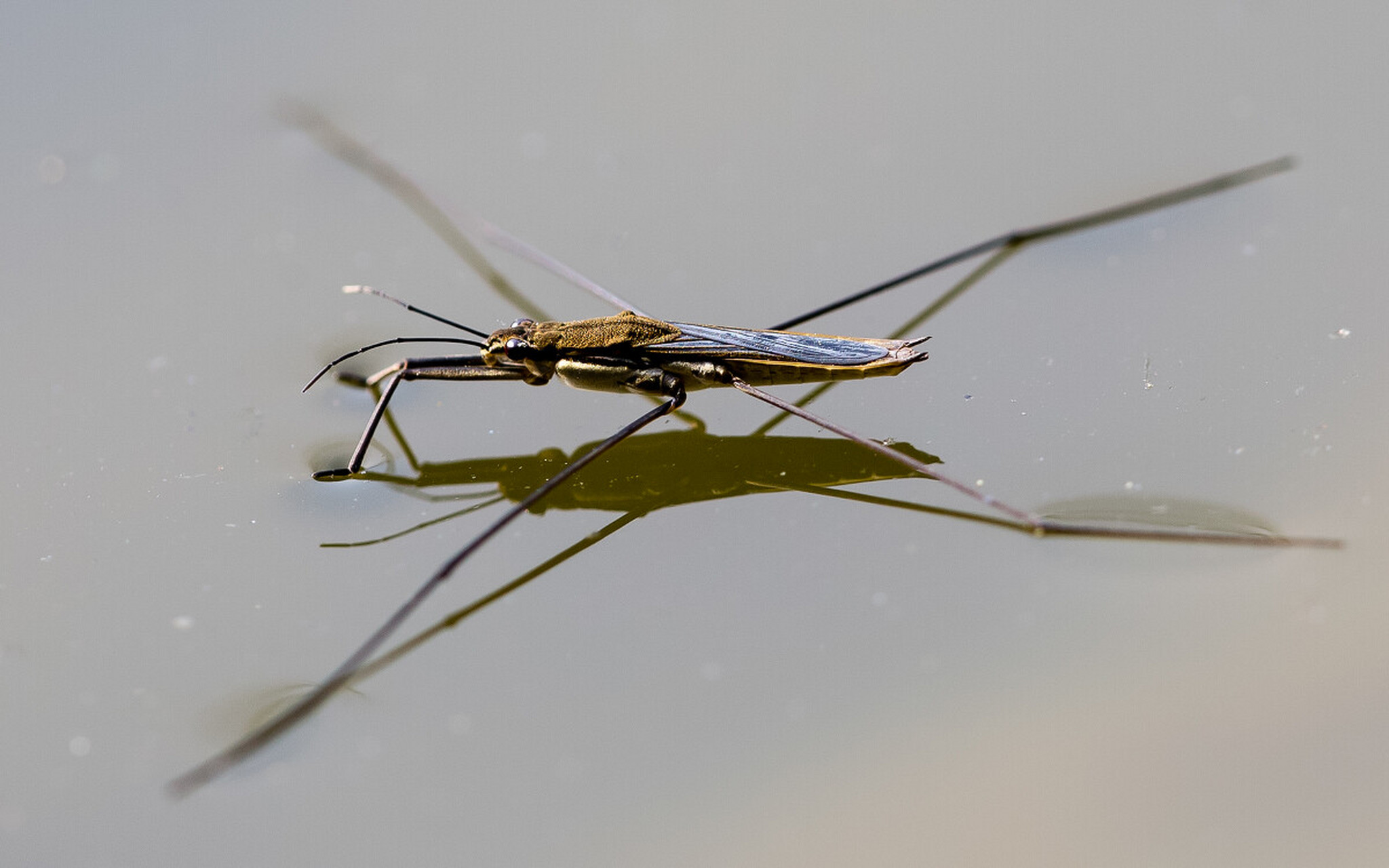 每天认识一种昆虫——水黾 水黾是半翅目黾蝽科昆虫成虫体长11