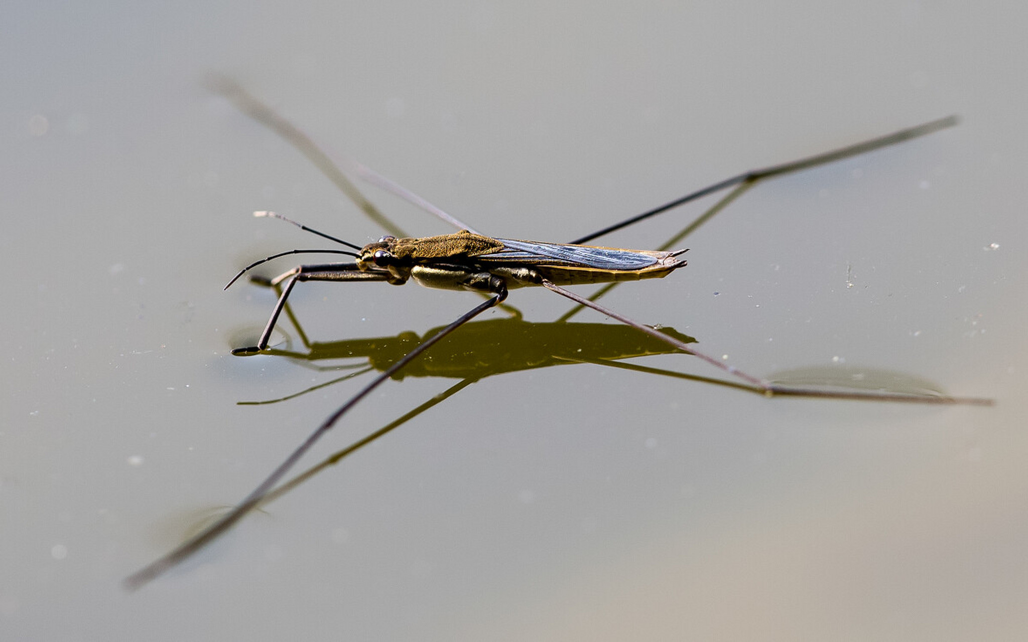 每天认识一种昆虫——水黾 水黾是半翅目黾蝽科昆虫.成虫体长1.1-1.