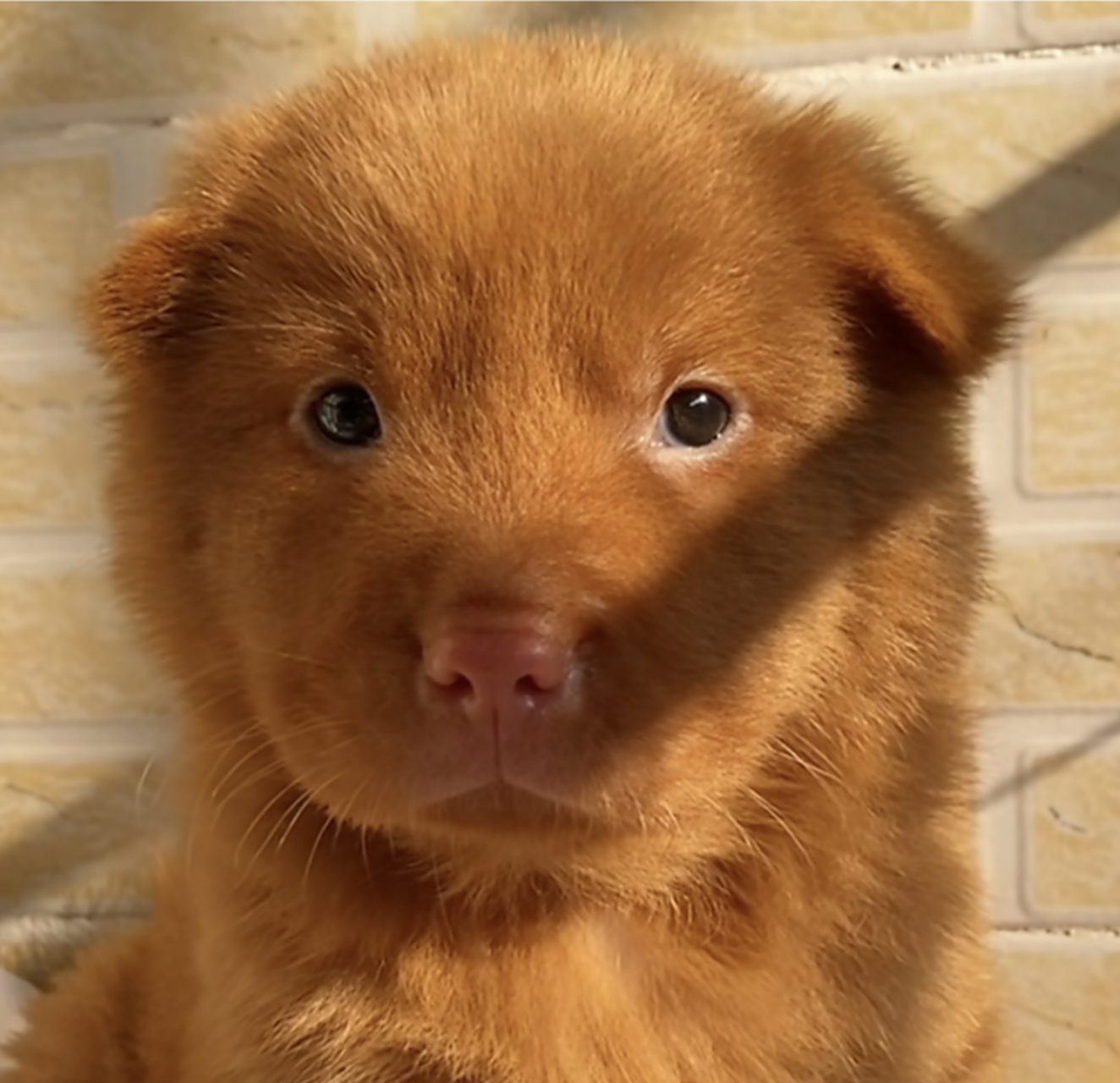 可爱的小奶狗,真是人见人喜欢![大笑]#中华田园犬