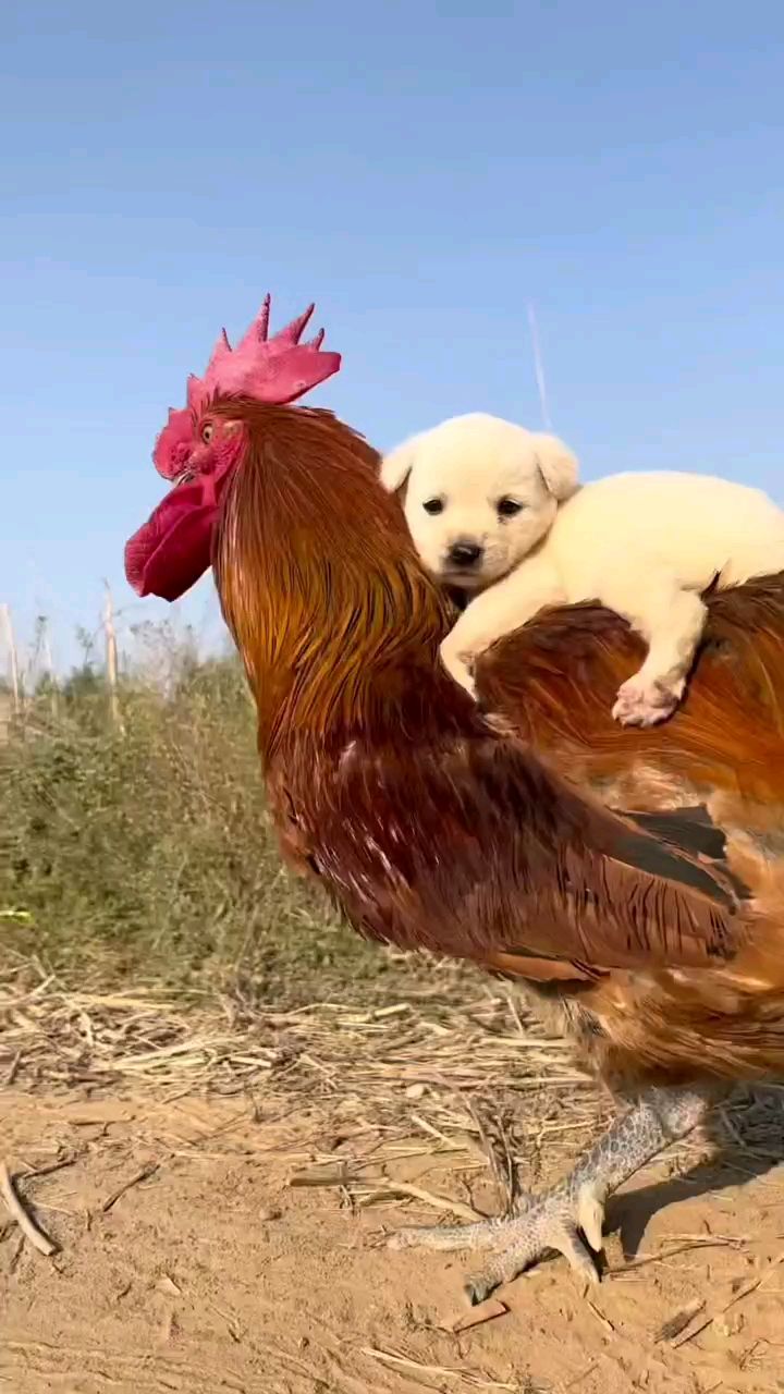 老鸡公背狗狗.