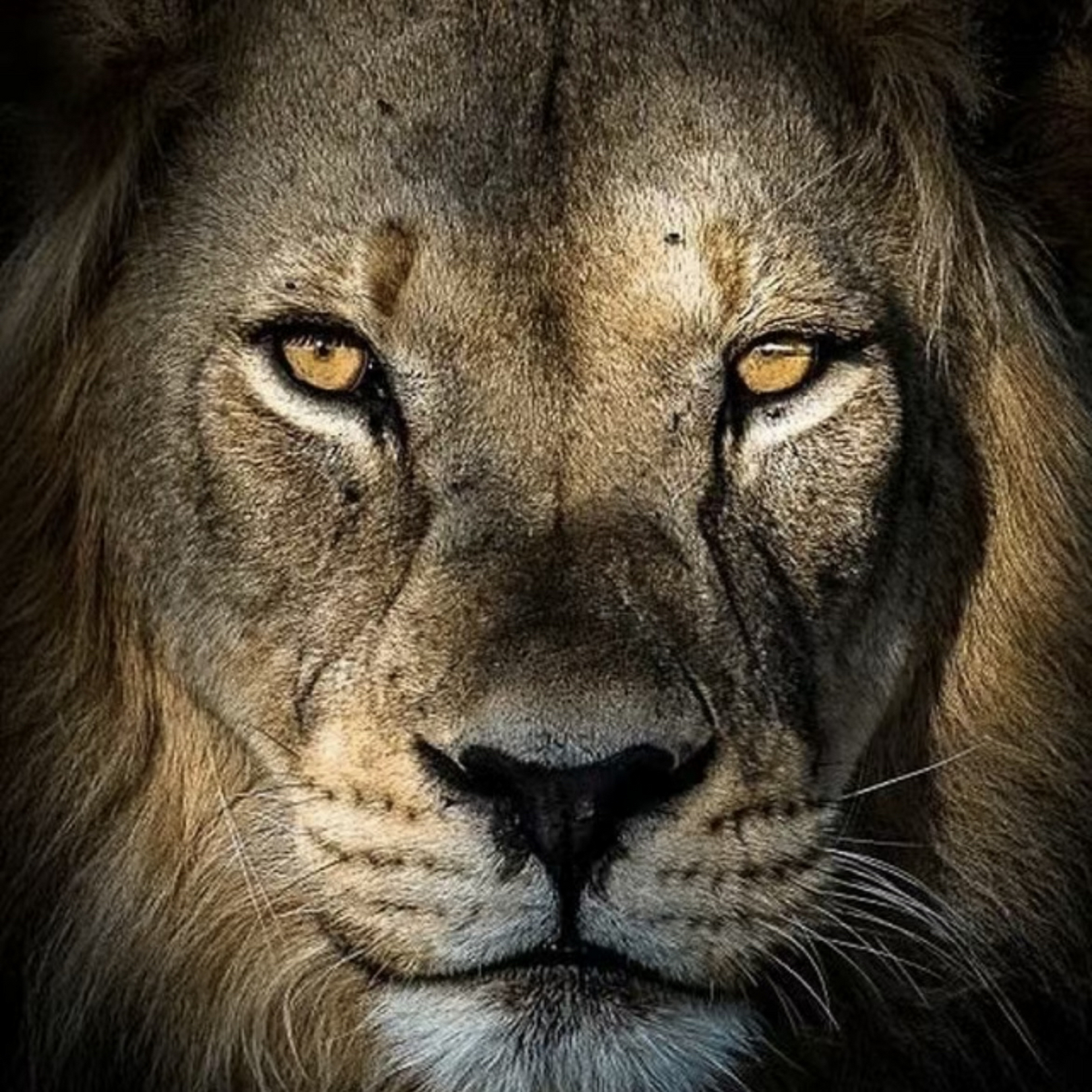 莎莎的眼神真的太有压迫感了,可谓狮眼开猎呀.