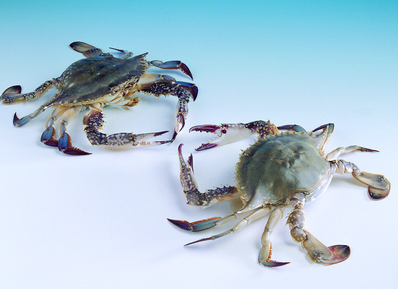 探秘海蟹养殖:打造健康海洋家园,引领海洋保护潮流