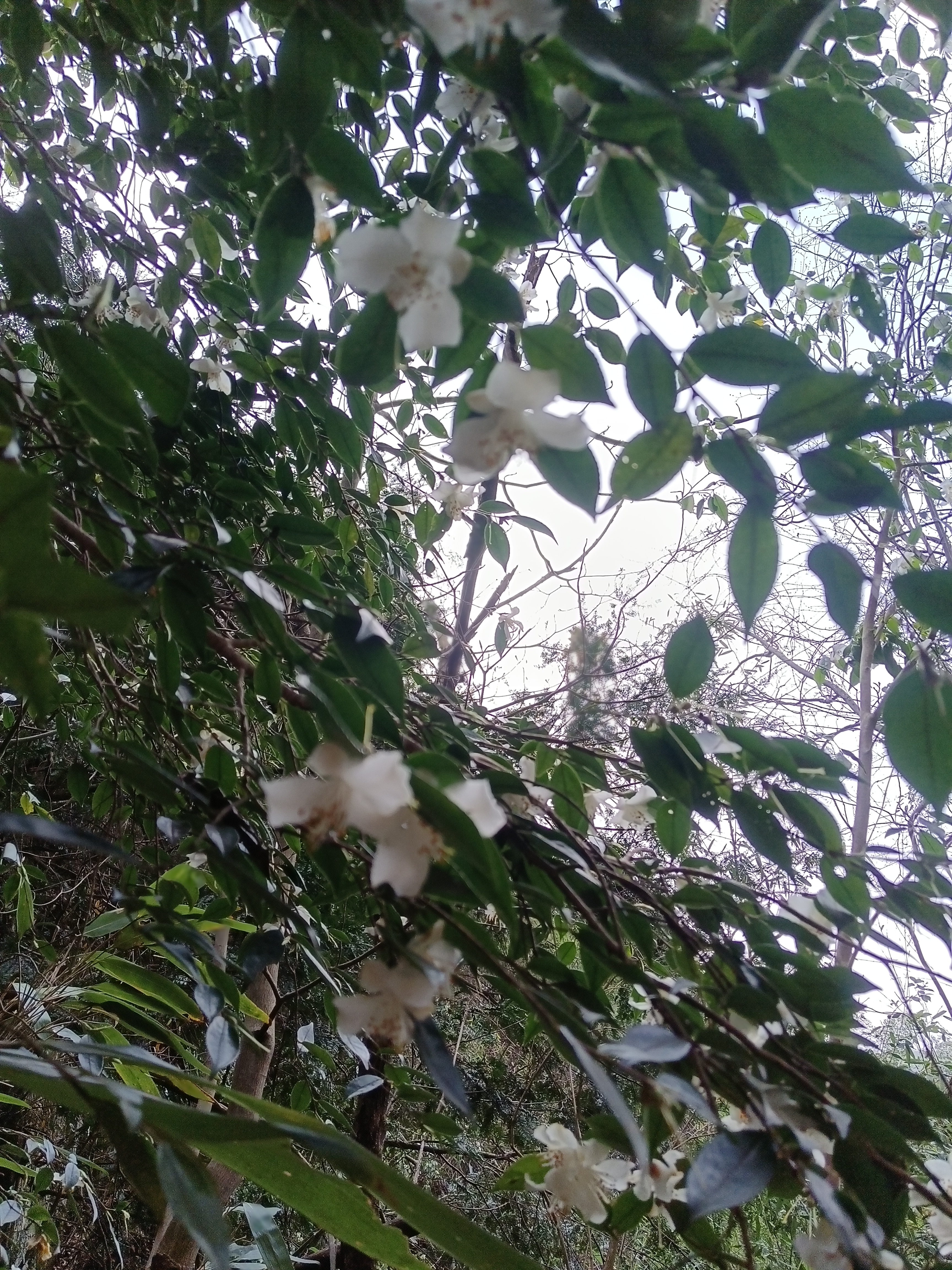 毛柄连蕊茶白的纯洁掉落的放在手上有一股淡淡的