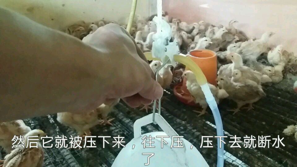养鸡场里安装自动饮水壶,感觉这种比较好比较耐用点