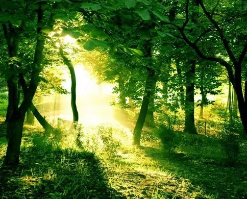 美图:一组绿意满屏的大自然图片分享