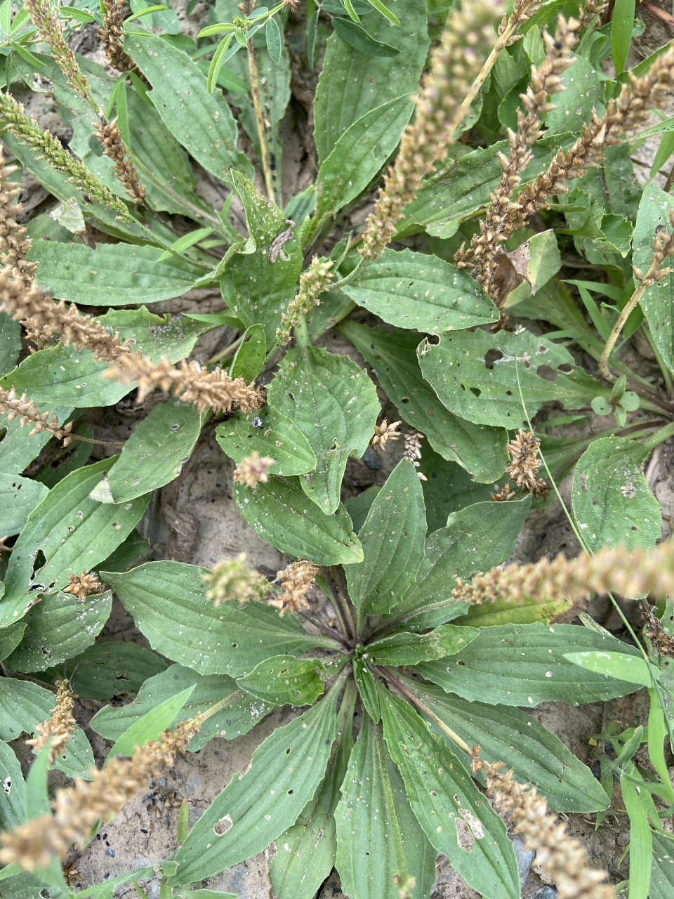 意思:芣苢好茂盛呀,快来采吧.芣苢好茂盛呀,这里有好多.