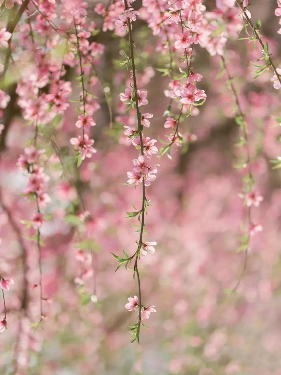 一树桃花开全家福图片