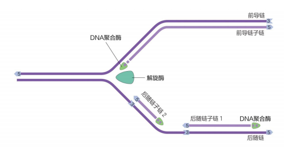 dna复制系统的起源,是由于病毒的进化和细胞的"接合质粒"
