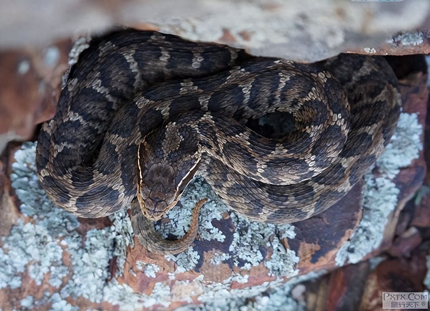 江苏野生蛇类大揭秘:剧毒蛇,无毒蛇究竟有何不同?