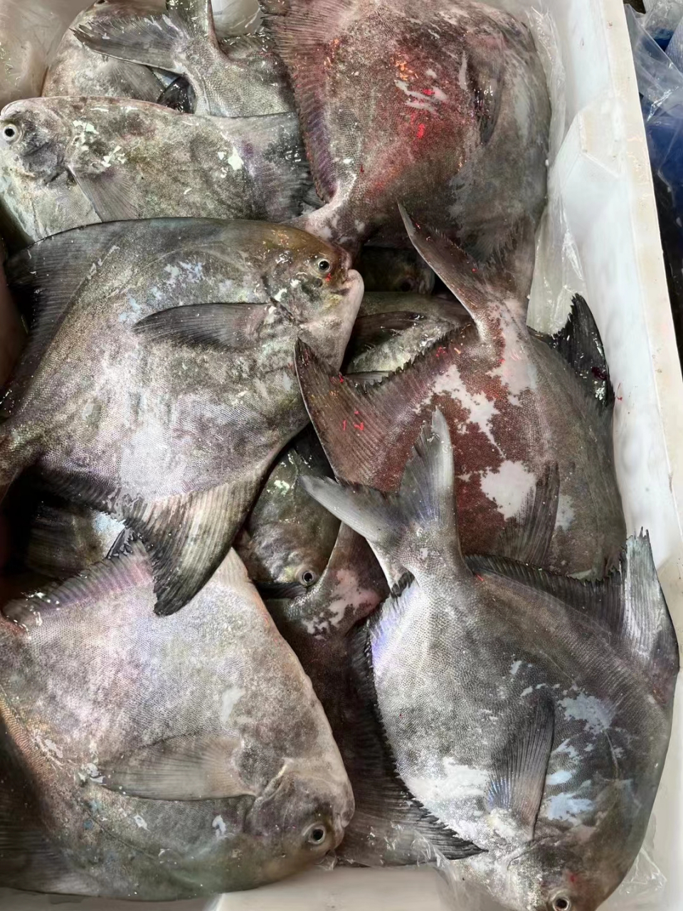 肉质紧实鲜斗鲳,素有中华第一鲳的美名[强]野生斗鲳鱼之所以声誉加身