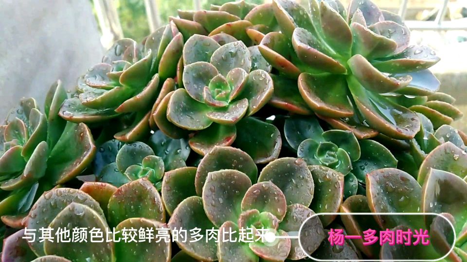 有一种多肉叫巧克力方砖,它不不骄不躁安静的生长着,却越看越爱