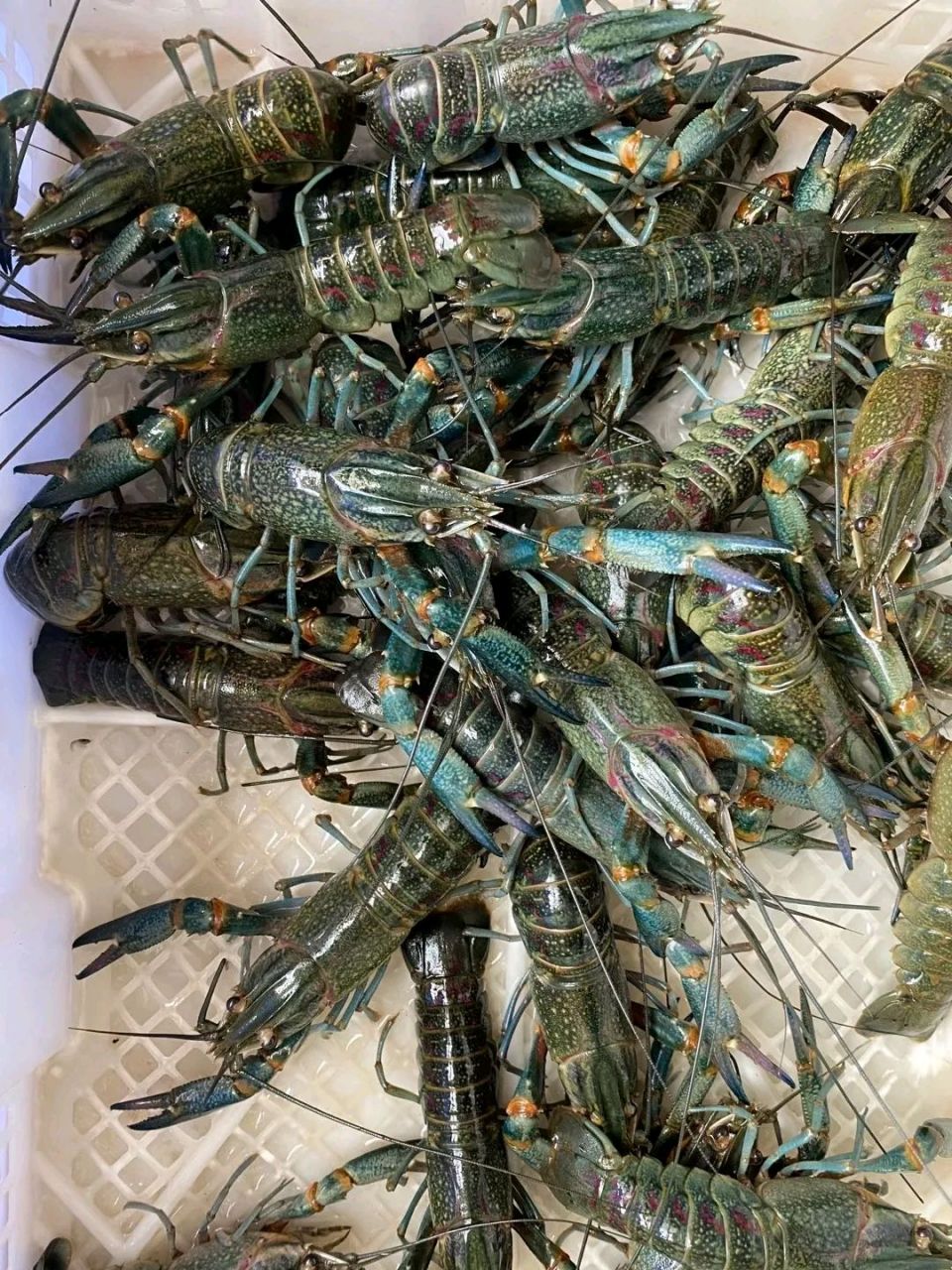 澳洲淡水龙虾,原产于澳大利亚,是一种大型的淡水鳌虾类,体型与水中