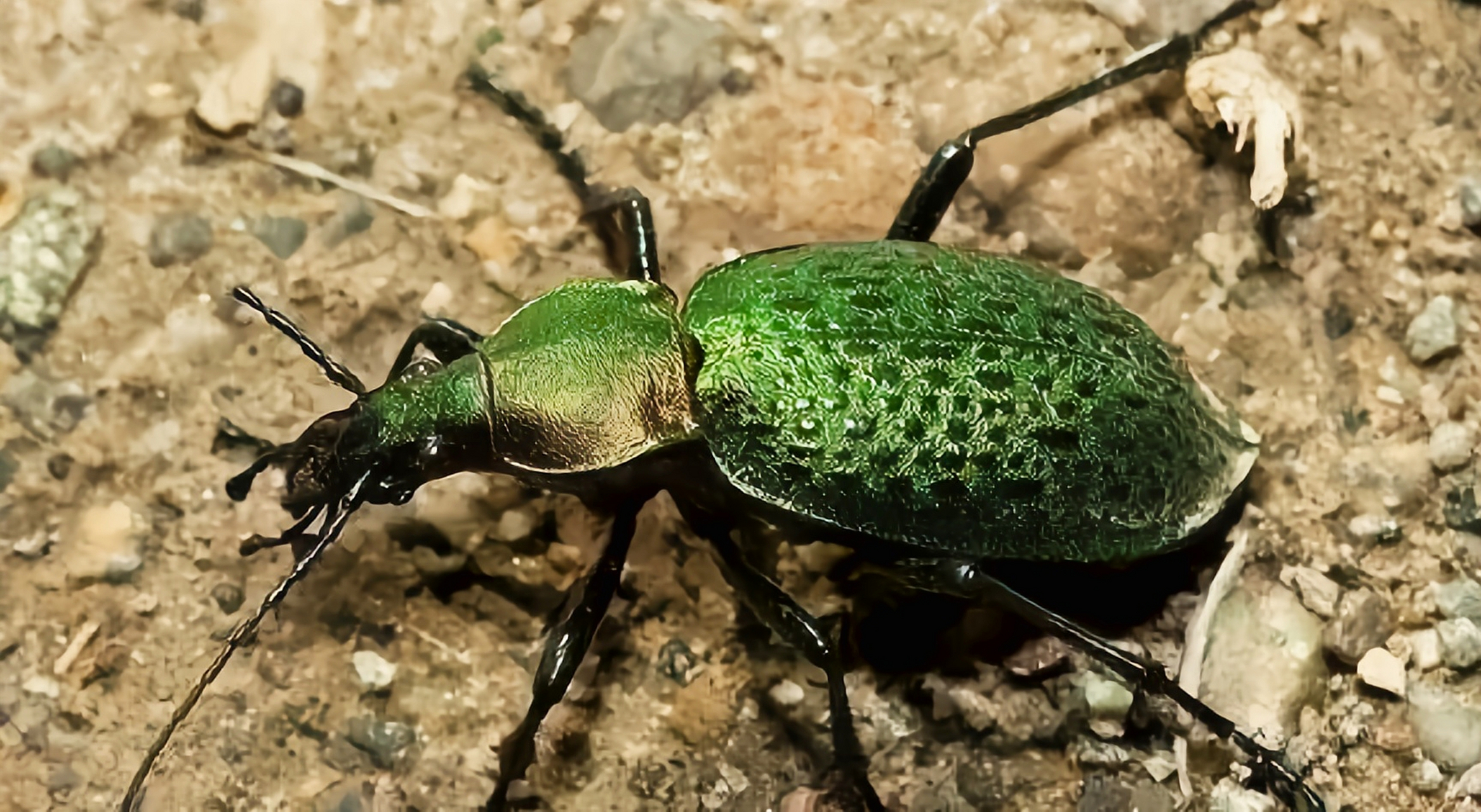 每天认识一种昆虫——绿步甲 绿步甲是步甲科,大步甲属昆虫,国家二级