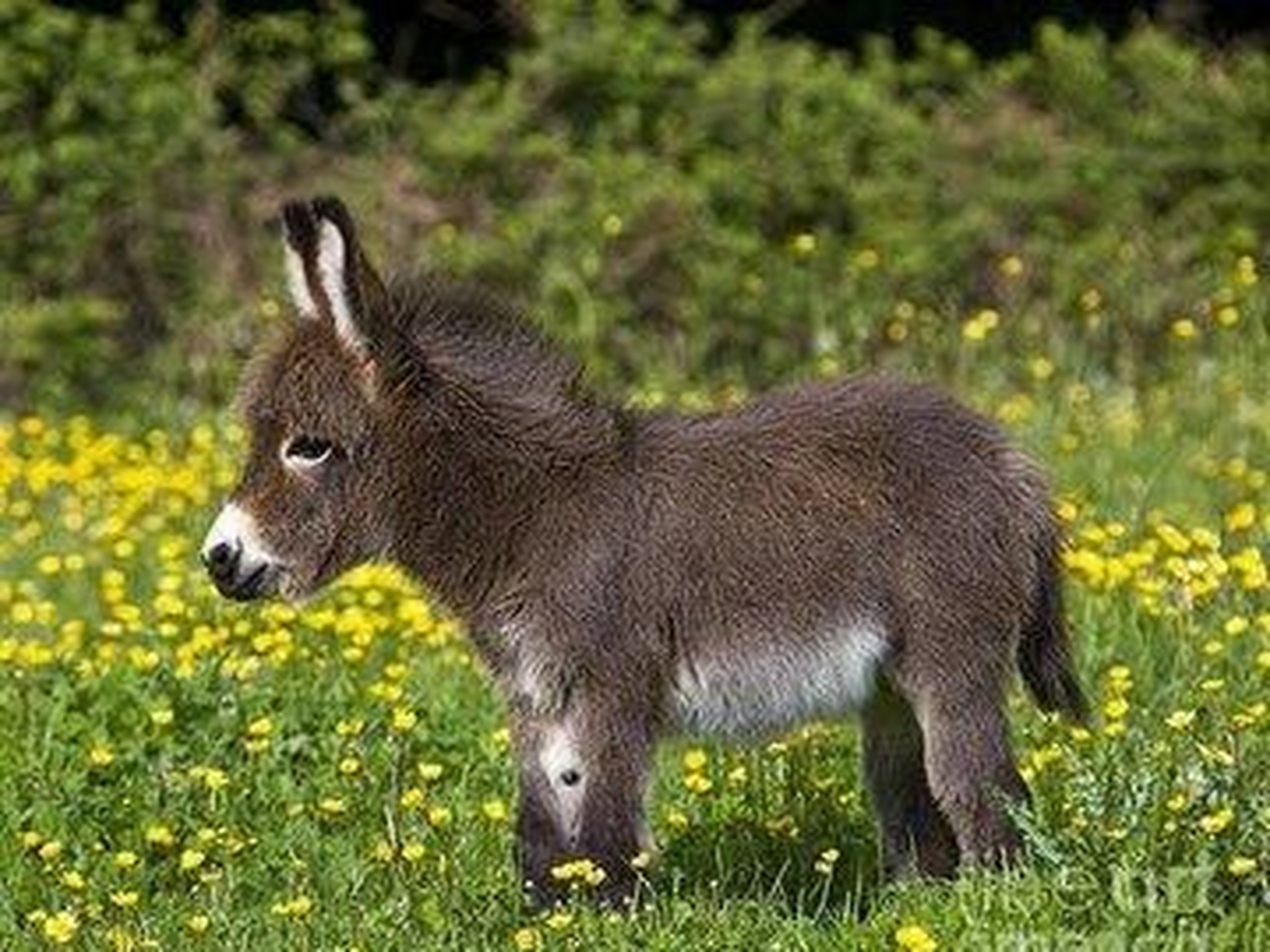 小驴宝宝这么可爱吗?