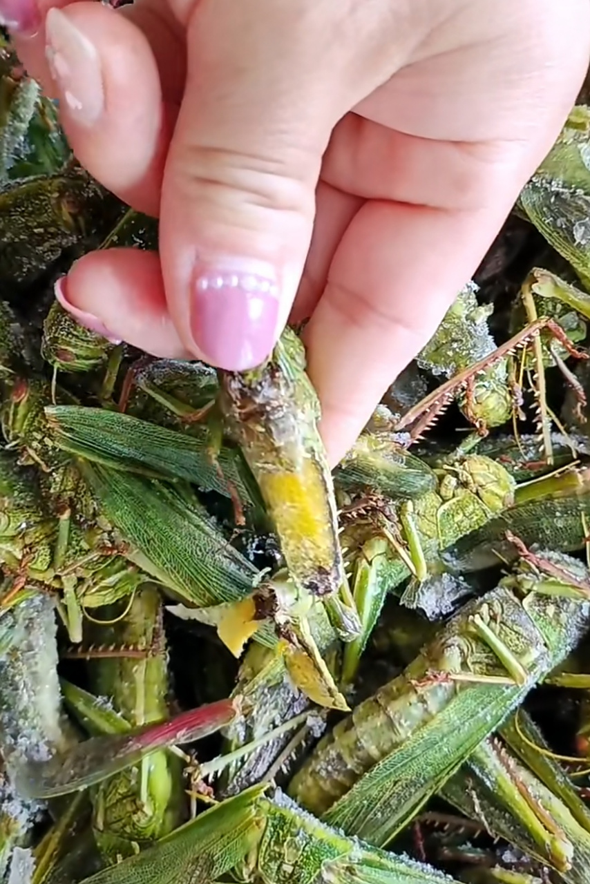 这个季节的蚂蚱真肥,切开个个带黄,看着就香.