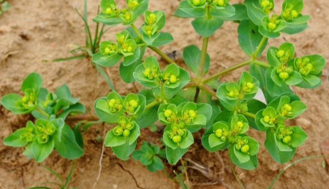 泽漆的别名有哪些,它有什么利用价值?