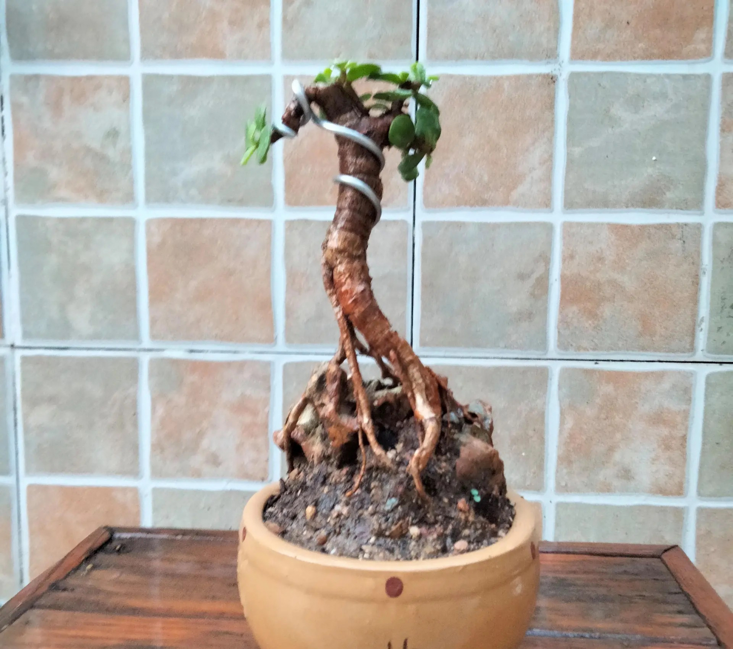 金枝玉叶提根,不一样的美～(图:清风无痕)