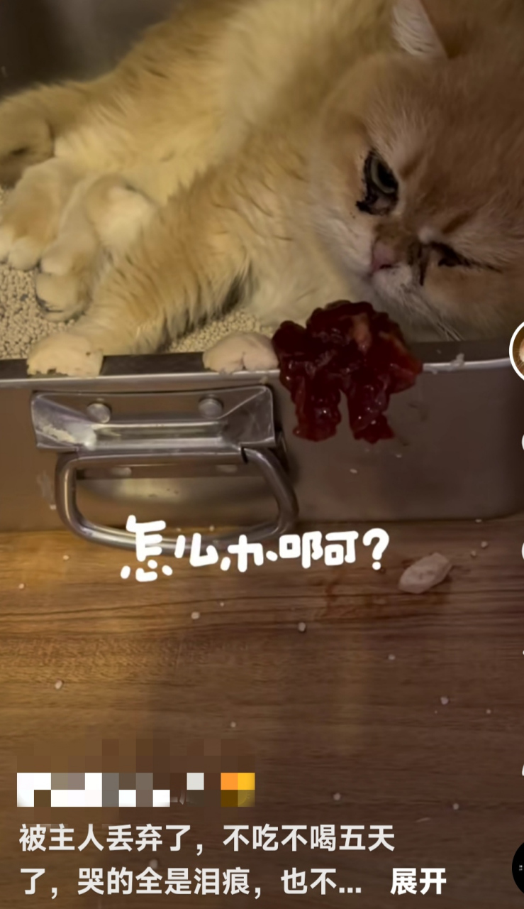 呜呜……我没有家了.#萌宠