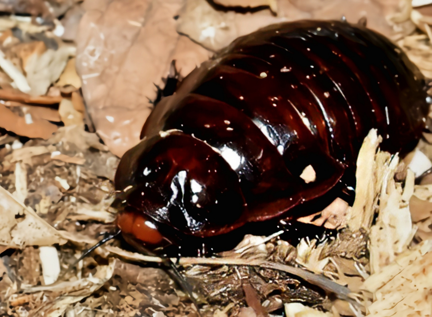 犀牛蟑螂别名澳洲犀牛蟑螂,巨型挖洞蟑螂,原产于澳大利亚东部,常见于