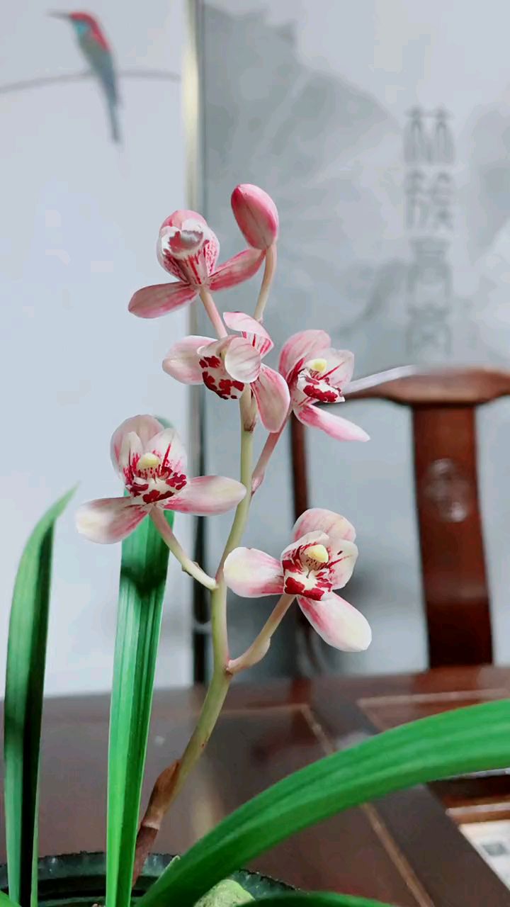 建兰的经典品种红月