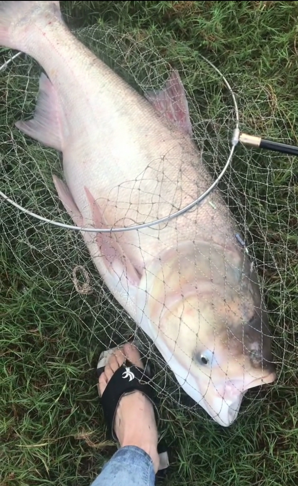 马鞍山钓鱼人钓上"巨型胖头鱼",渔翁:不建议发朋友圈,费酒!