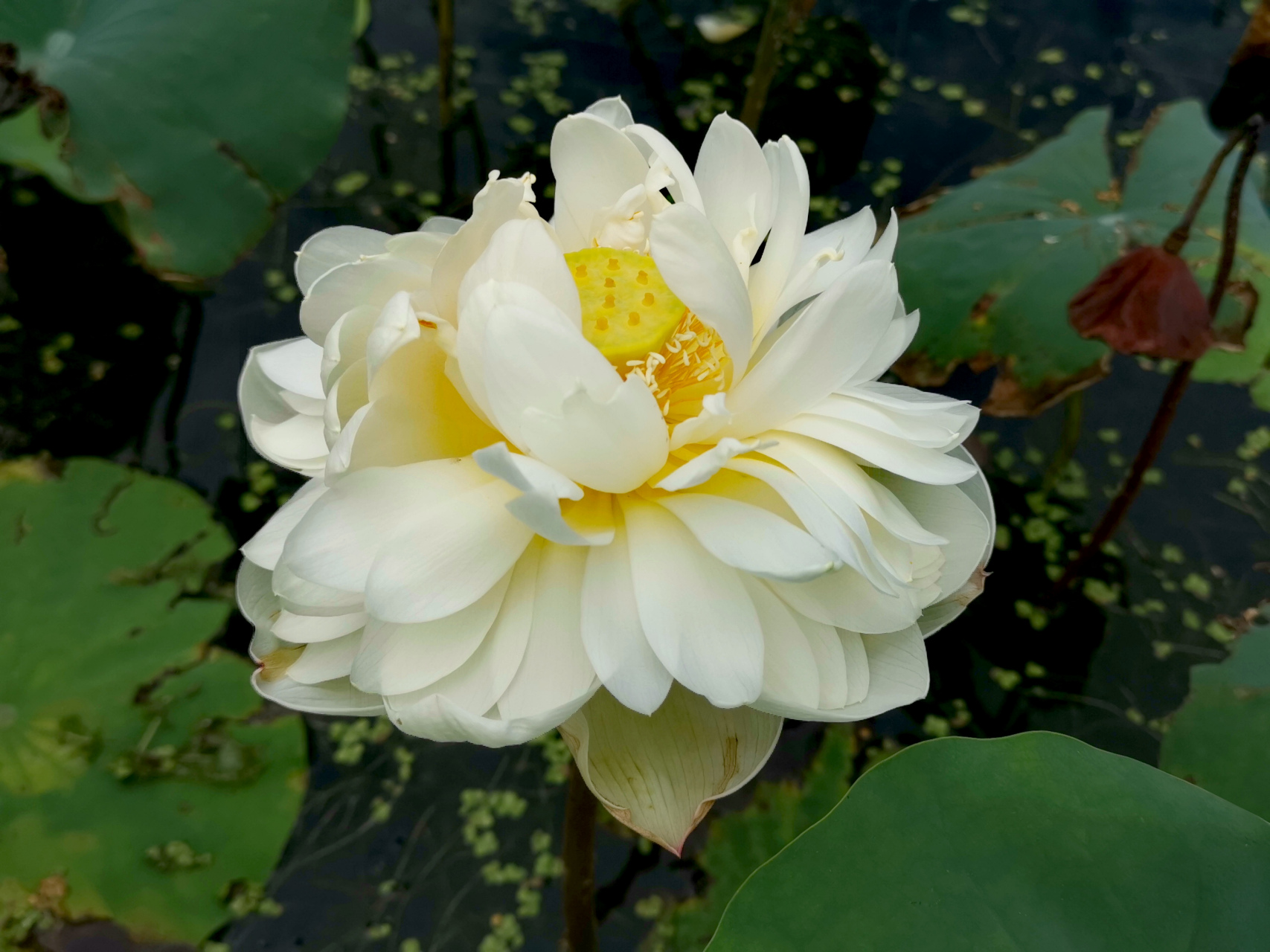 九月动态激励计划# 荷花——翠云 大中花群,重瓣类,白莲组荷花.