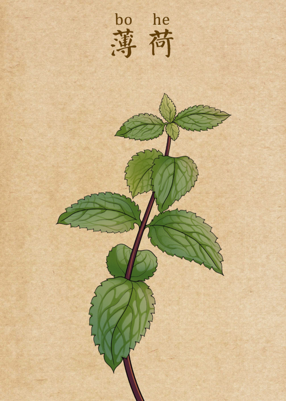 中草药系列作品 画师:画画的啊车 676767 #绘画欣赏