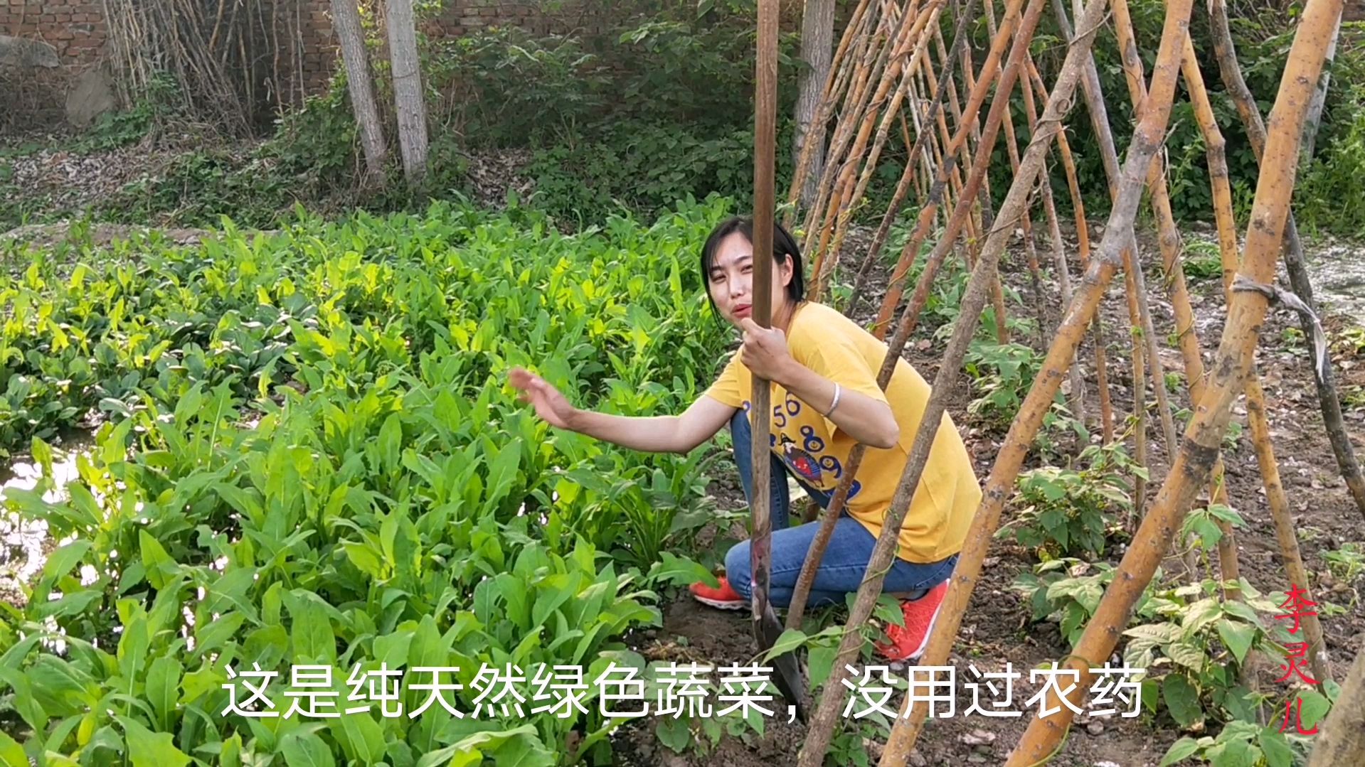 农家小菜园打理的井然有序,绿色蔬菜长的好 全靠这一招
