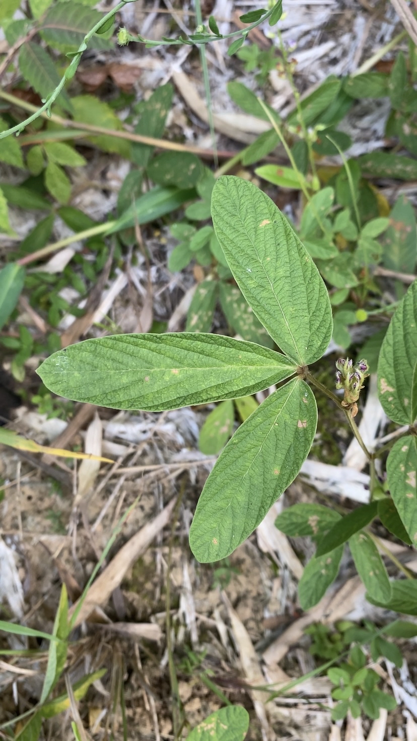 它是豆科千斤拔属的亚灌木,我们主要采收它的根部晒干保存,可以用来煮