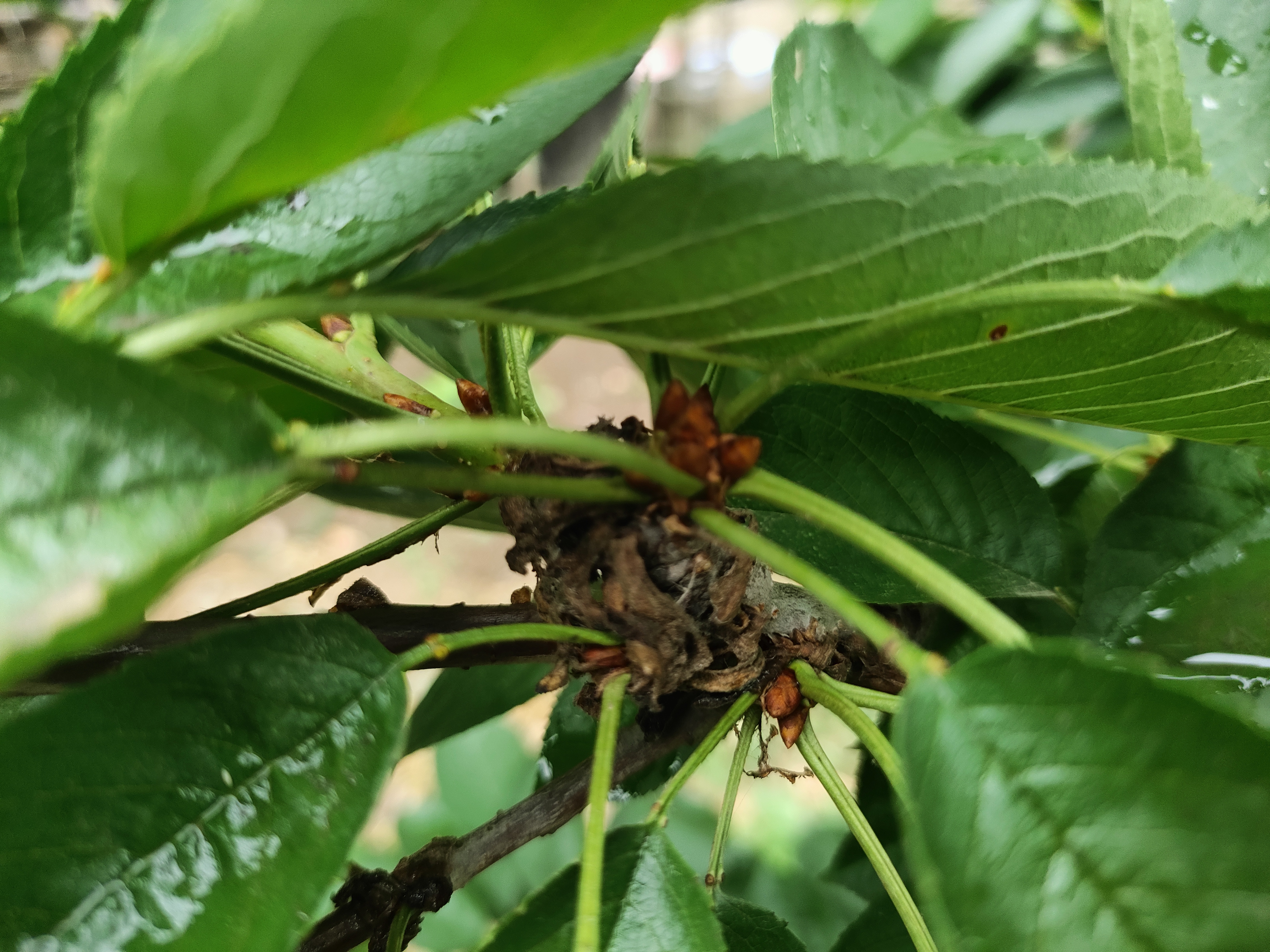 你了解车厘子樱桃花芽的分化吗