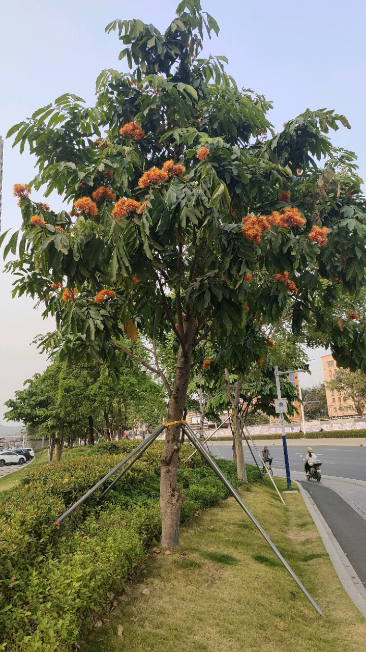 原来这叫中国无忧花!