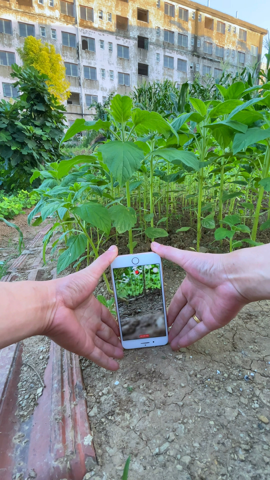 芝麻苗试试这样拍