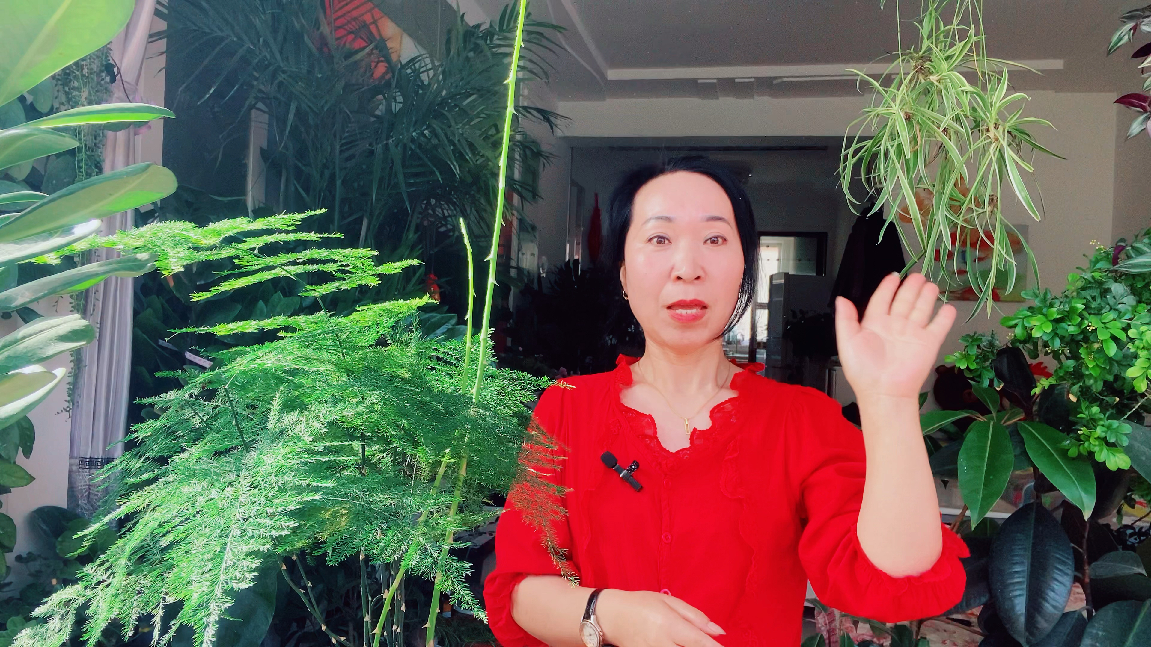 文竹长出新芽后如何养殖,能让新芽快速长高!