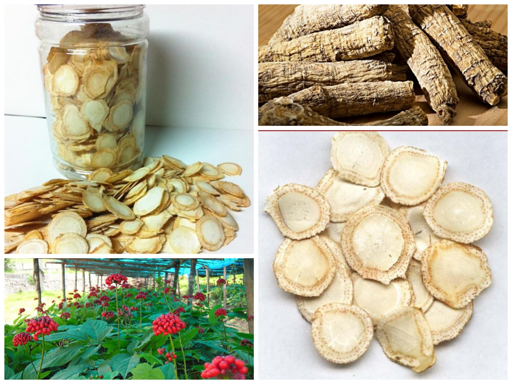 西洋参的功效:         西洋参是非常名贵的中药材,是一种补而不燥