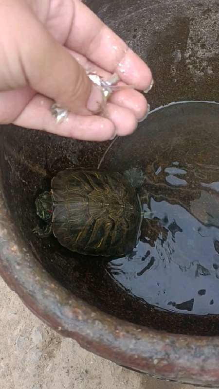 老鐵們都說巴西龜外來者太兇,和草龜分開,單獨養了,小魚開吃!