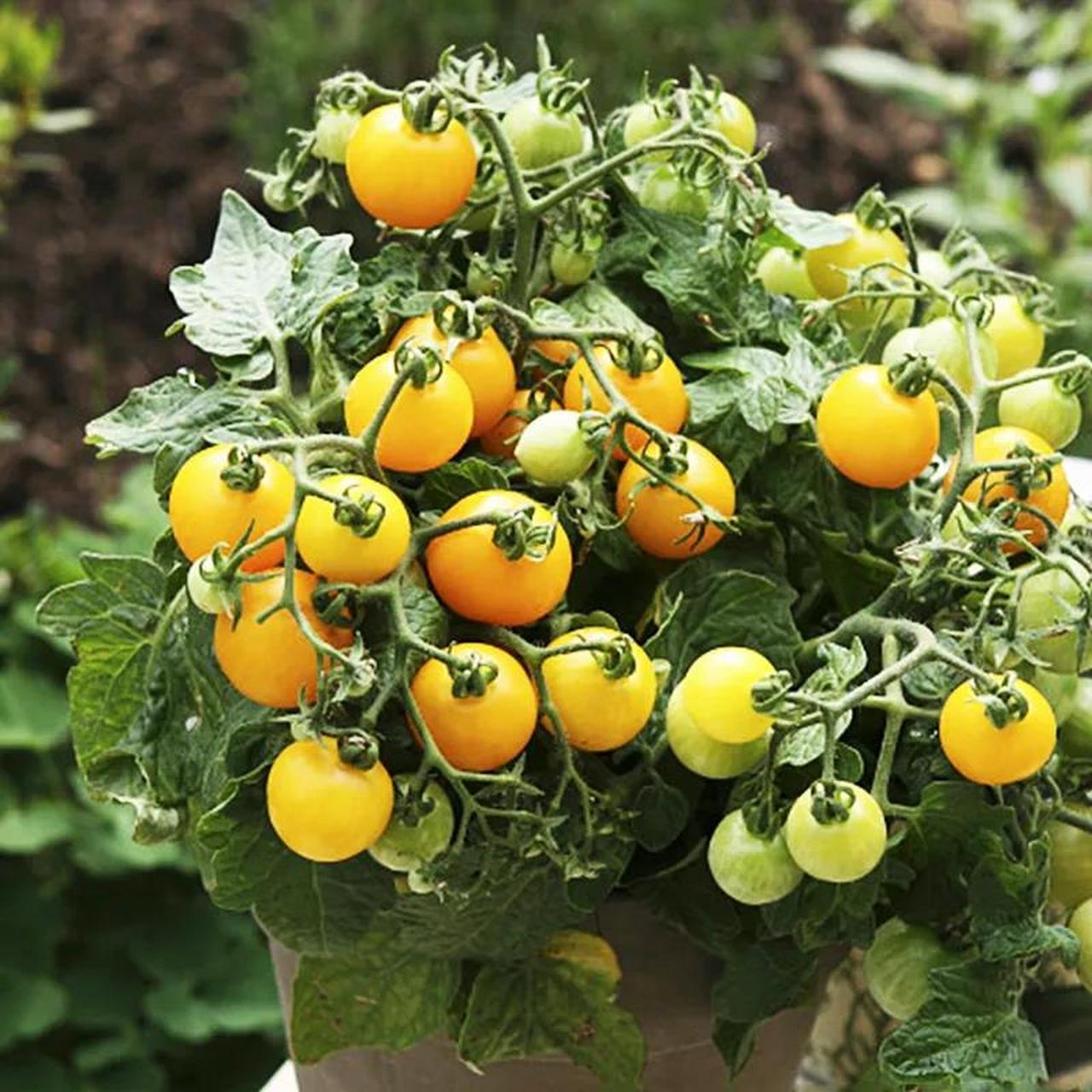 矮生盆栽番茄种子樱桃小西红柿圣女果四季春阳台盆栽水果蔬菜种子