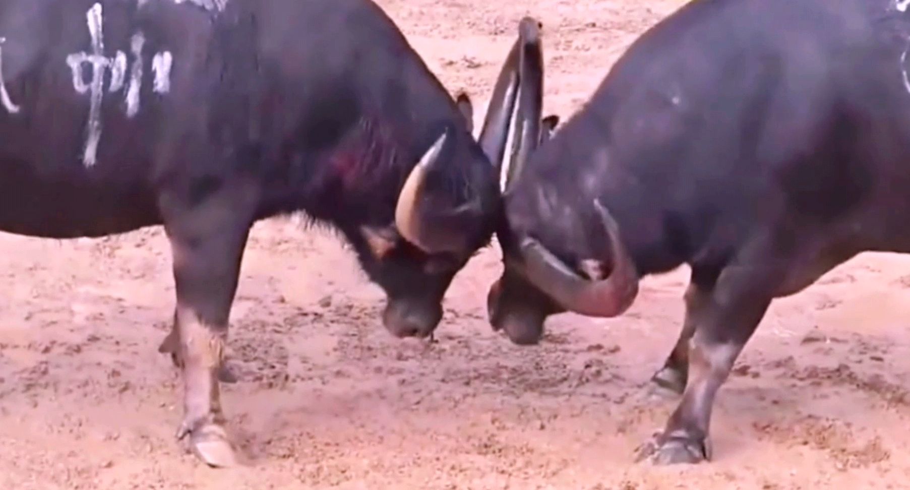 斗牛比赛贵州民族风情节日水牛斗年年有盼头