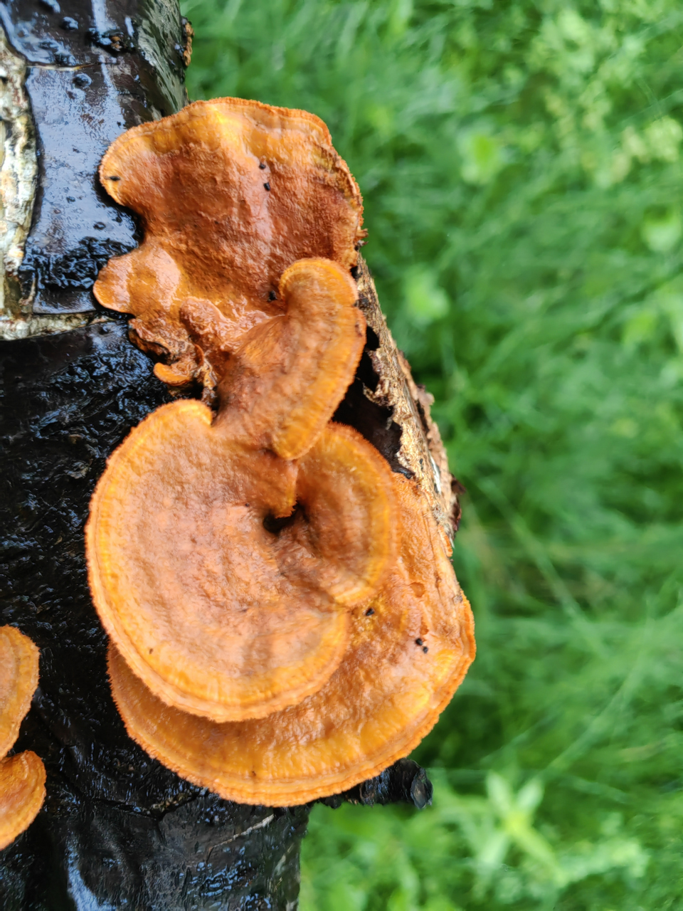 原来灵芝是长在树干上的!