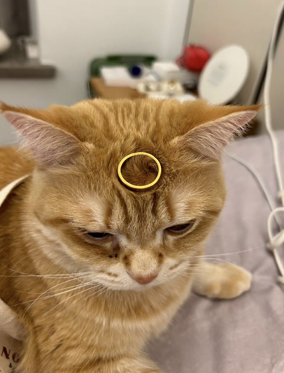 带上这个金箍过后,从此你便不再是凡猫!